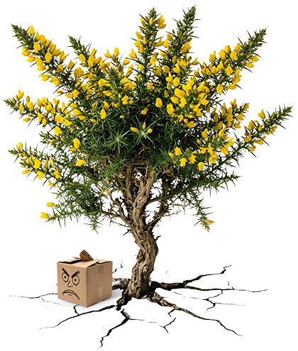 A Furze Shrub as described in as travelled in The Field of Furze - an Upmarket fiction / literary fiction with commercial crossover